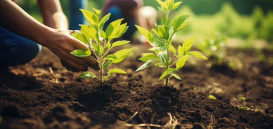 Root Deeply Grow prosperously