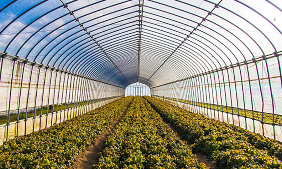 Agricultural Greenhouses Agricultural Greenhouses